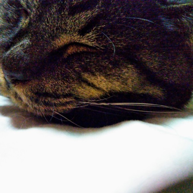 ここなつみるくのカバー写真