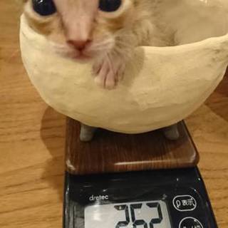 一頭だけ助かった仔猫のこむぎちゃん