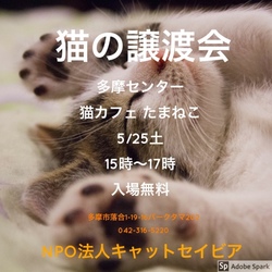 猫の譲渡会