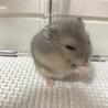 ハムスターの赤ちゃん4匹の里親さん募集中 サムネイル2