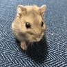 ハムスターの赤ちゃん4匹の里親さん募集中 サムネイル3