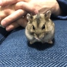 ハムスターの赤ちゃん4匹の里親さん募集中 サムネイル4