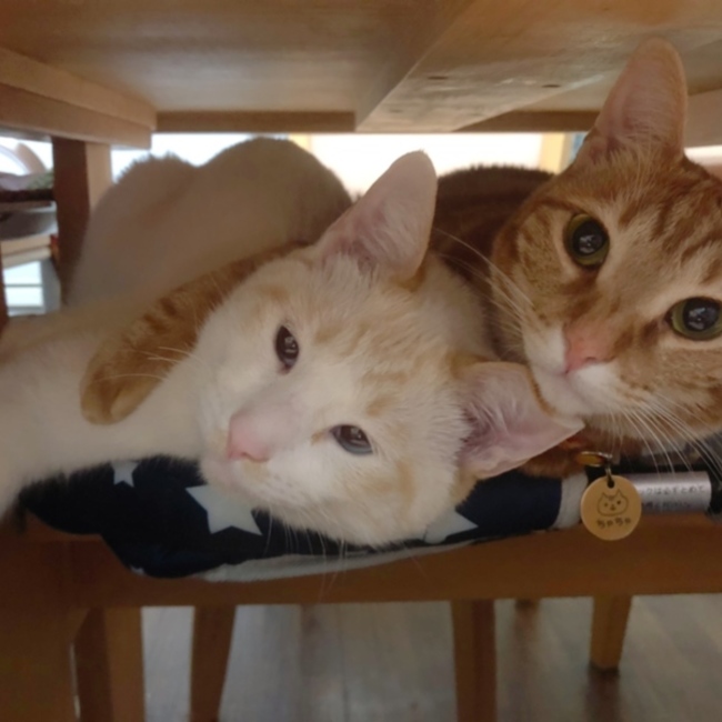 chako(ちゃこ)のカバー写真