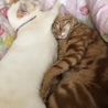 の写真