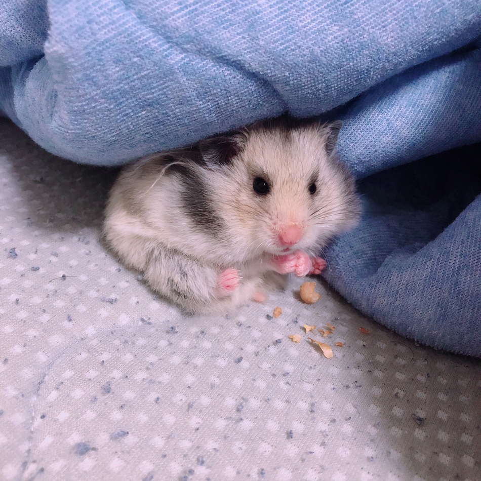 レアのカバー写真