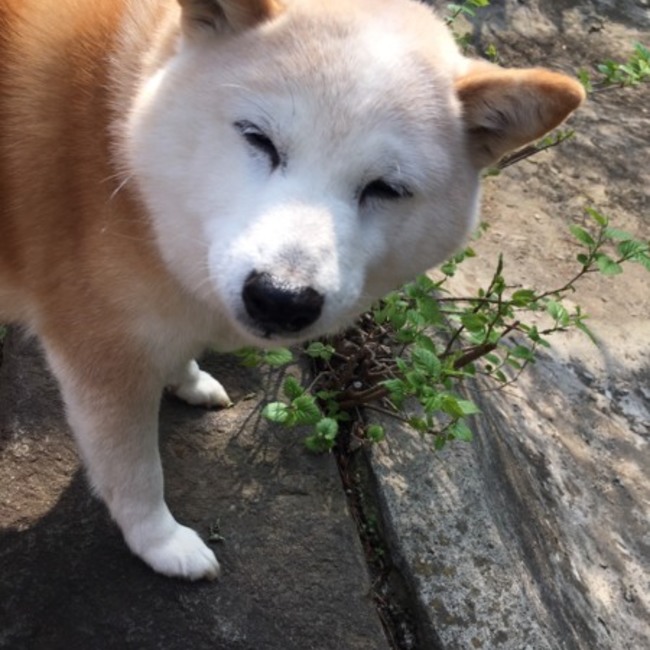 しゅりりのカバー写真