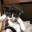 保健所に連れて行かれます子猫ちゃんを助けて下さい
