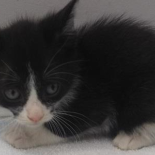 譲渡されました。