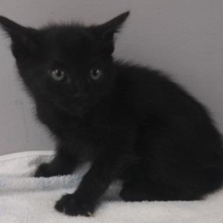 譲渡されました。