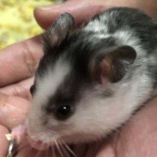 ☆5/13更新☆ゴールデンハムスターの里親さん募集