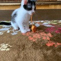 兄弟子猫ちゃん