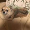 3歳のチワワ