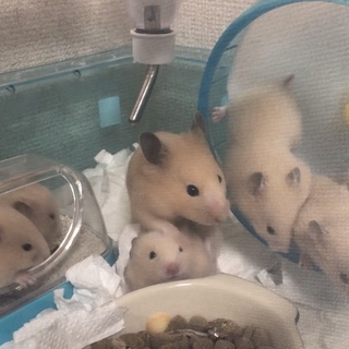 オスのキンクマハムスター ！！