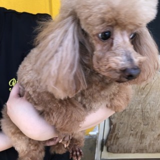おとなしいプルーちゃん