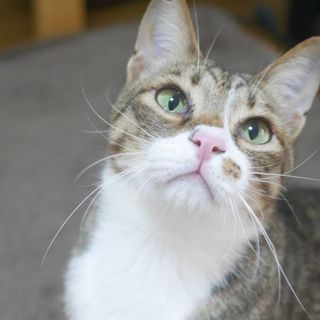 【6/1キャットソシオン譲渡会】ダヤン似の麦