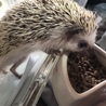 里親さん募集です サムネイル2