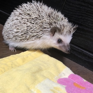 里親さん募集です