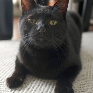 【5/18キャットソシオン譲渡会】黒猫のマリモくん