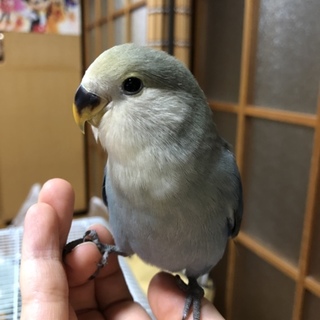 【終了】コザクラインコの里親様を募集しております