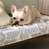 びじゅ
