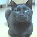 とっても人懐っこい黒猫のオス