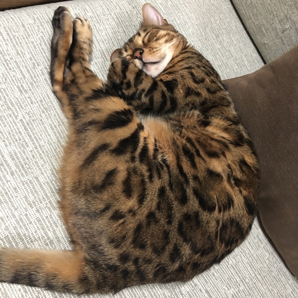 ローのカバー写真