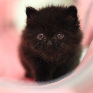 【募集停止】人馴れ抜群＆超甘えん坊のモフモフ男の子