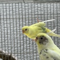 ファロー・セキセイインコのペア