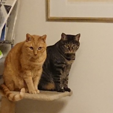 先住猫のトムとコハル