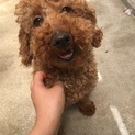 恥ずかしがり屋ベティーちゃん