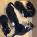 子猫5匹を保護しました。
