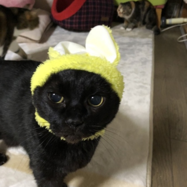 アラブルのカバー写真