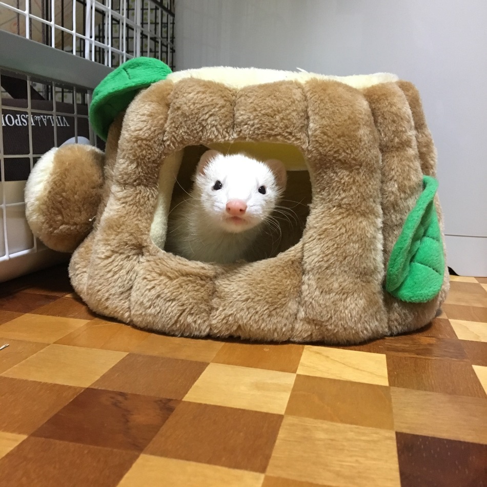 菊のカバー写真