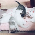 可愛い子猫8匹(=^x^=)
