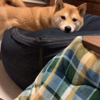 銀