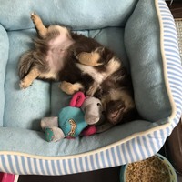 エル