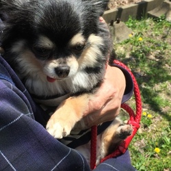 「田舎でのんびり」サムネイル2