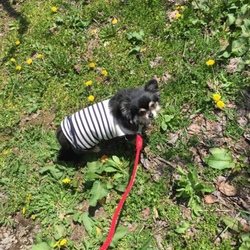 「田舎でのんびり」サムネイル3