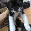 かわいい子猫ちゃん