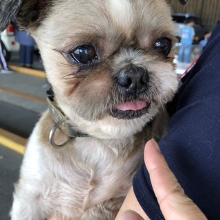 飼育放棄ランくんの余生を幸せにしてあげて下さい。