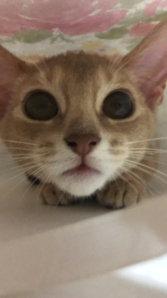 麦