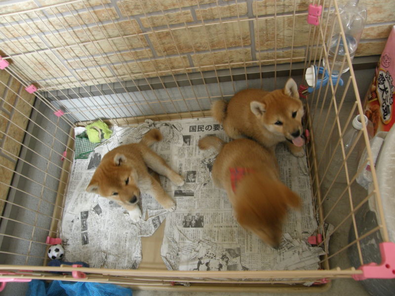 柴犬の子犬 大阪府 犬の里親募集 ペットのおうち 月間利用者150万人