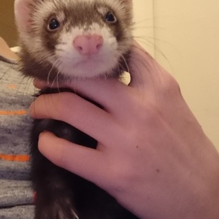 とっても可愛いサミーちゃん　フェレット1匹