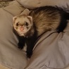 とっても可愛いサミーちゃん　フェレット1匹 サムネイル2