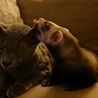 とっても可愛いサミーちゃん　フェレット1匹 サムネイル3