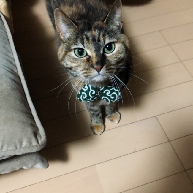 かわやんさんのカバー写真