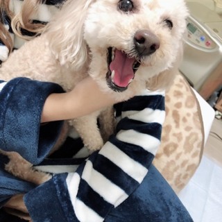 成犬トイプードル里親募集です。