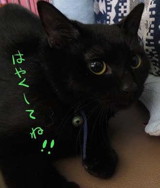 別名 かたつむり猫 の永吉君 三重県 猫の里親募集 ペットのおうち 月間利用者150万人