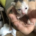 可愛いちびっ子兄弟4匹急募です!!