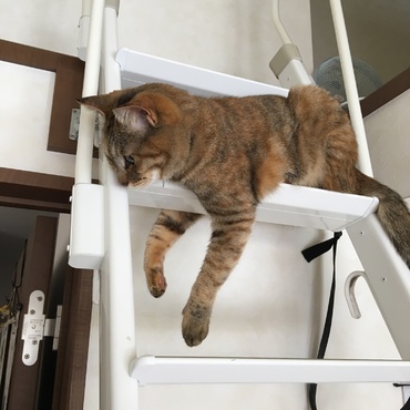 だらける すず